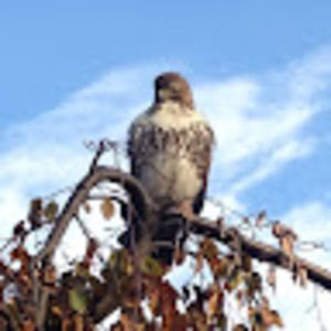 Meet your Posher, Janet